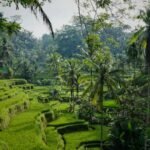 Green rice terraces and palm trees in Bali