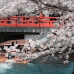 Cherry blossoms and a red bridge over a river in spring