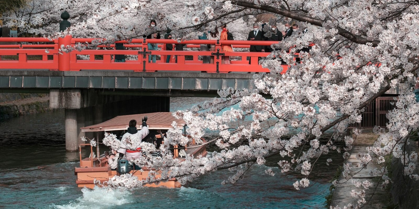 Cherry blossoms and a red bridge over a river in spring