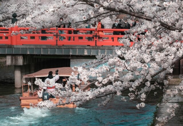 Best Time to Visit Kyoto: Cherry Blossoms, Autumn Leaves & Weather by Month