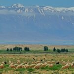 The snow-capped Atlas Mountains seen across the plain near Marrakech