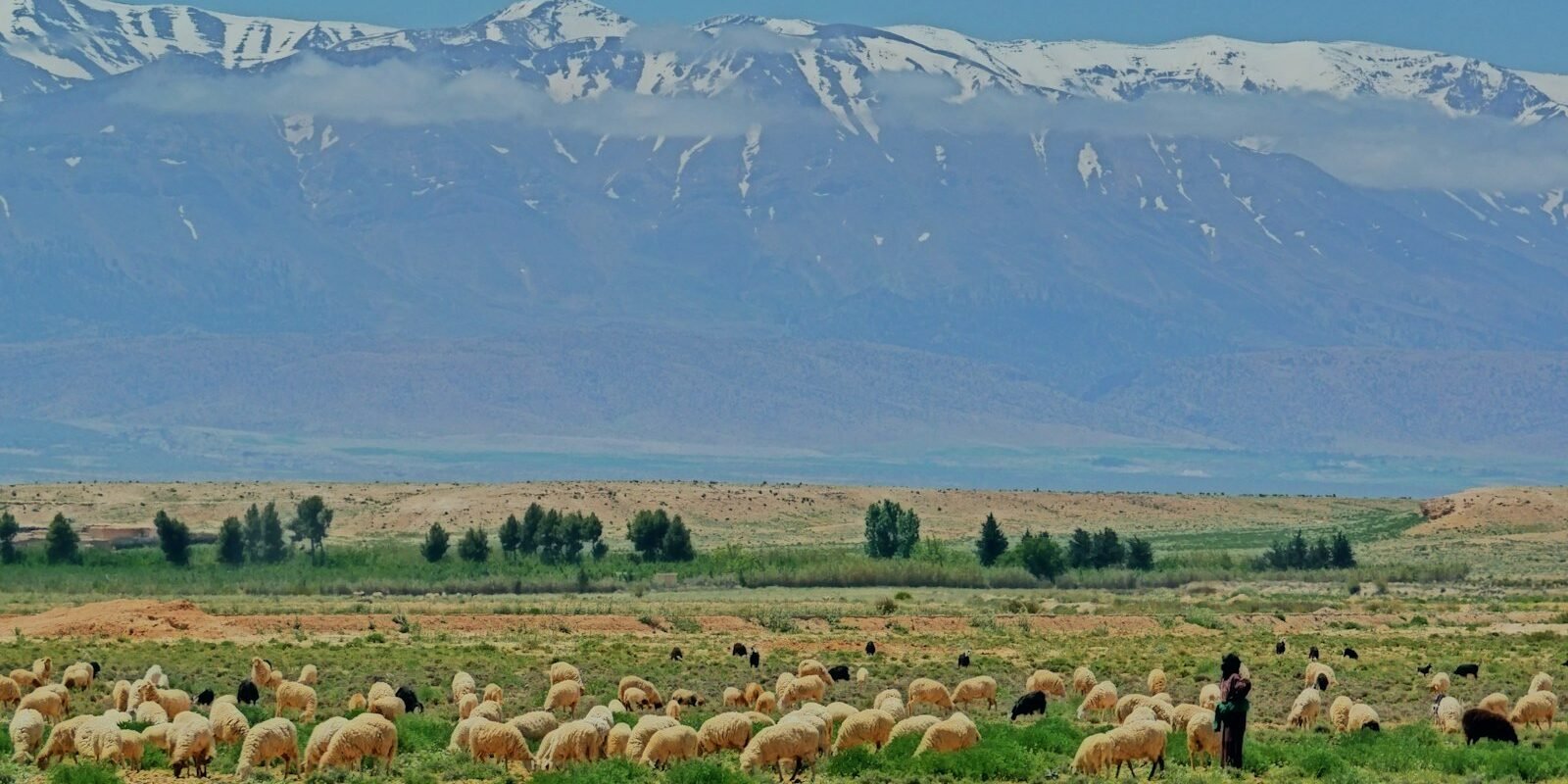 The snow-capped Atlas Mountains seen across the plain near Marrakech