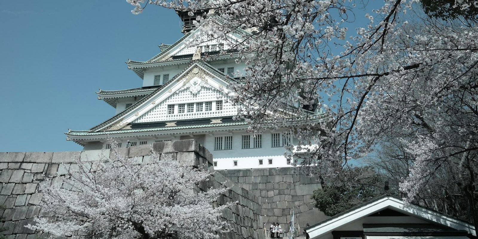 Cherry blossoms at Osaka Castle in spring