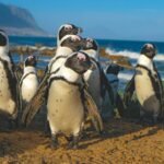 African penguins at Boulders Beach near Simon's Town