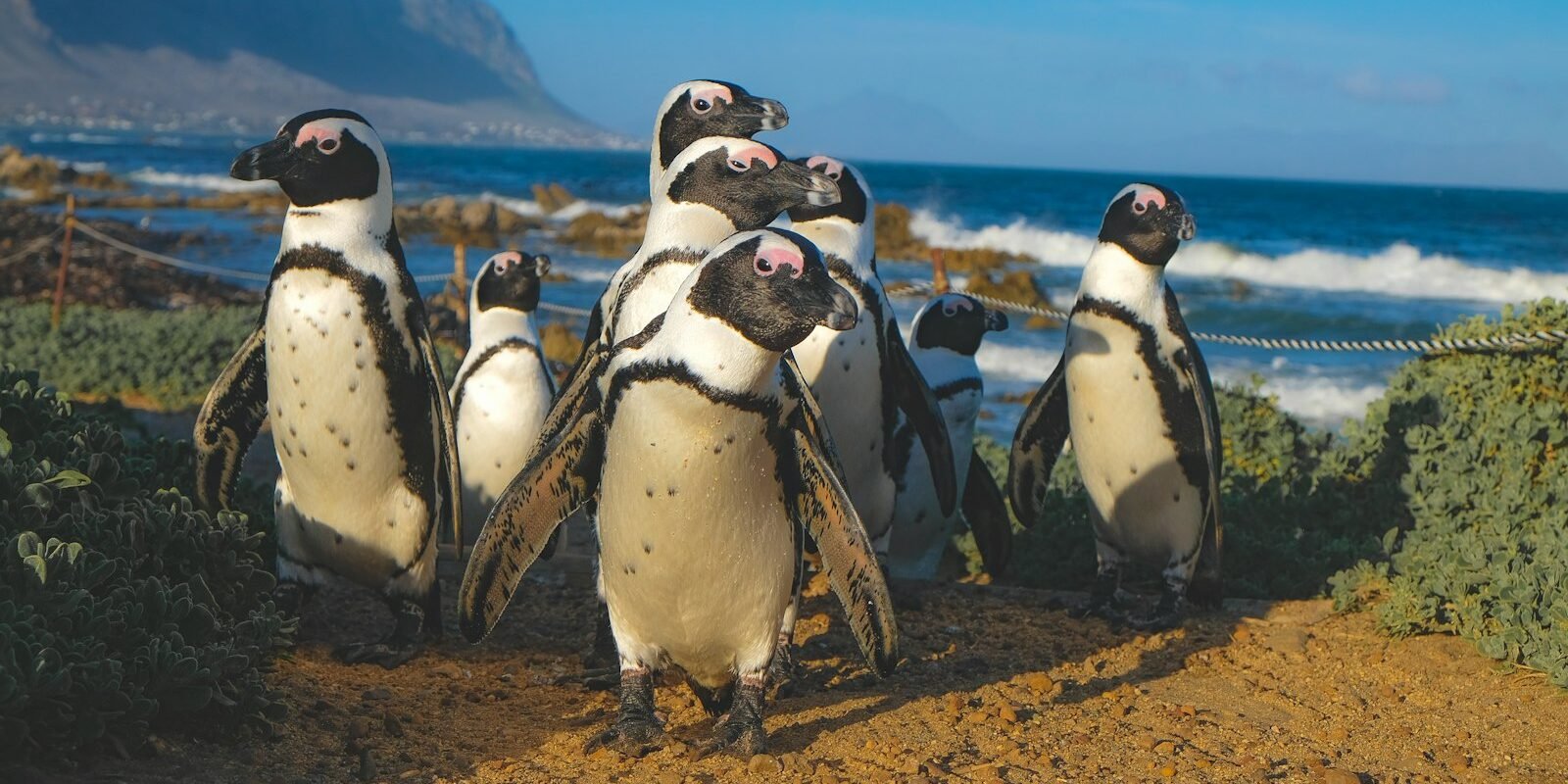 African penguins at Boulders Beach near Simon's Town