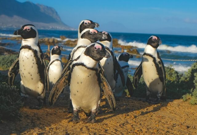 Cape Point & Boulders Beach Penguins: Day Trip Guide 2026