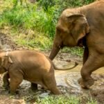 Elephant walking in the forest in northern Thailand