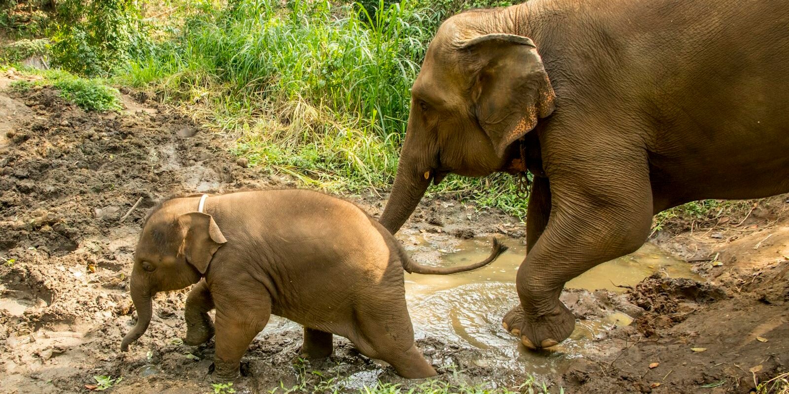 Elephant walking in the forest in northern Thailand