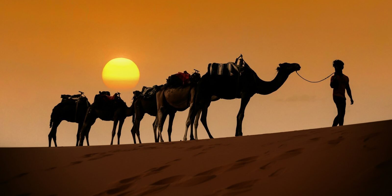Camel caravan at sunset in the Sahara dunes