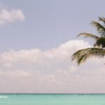 A palm tree on a quiet white-sand Caribbean beach