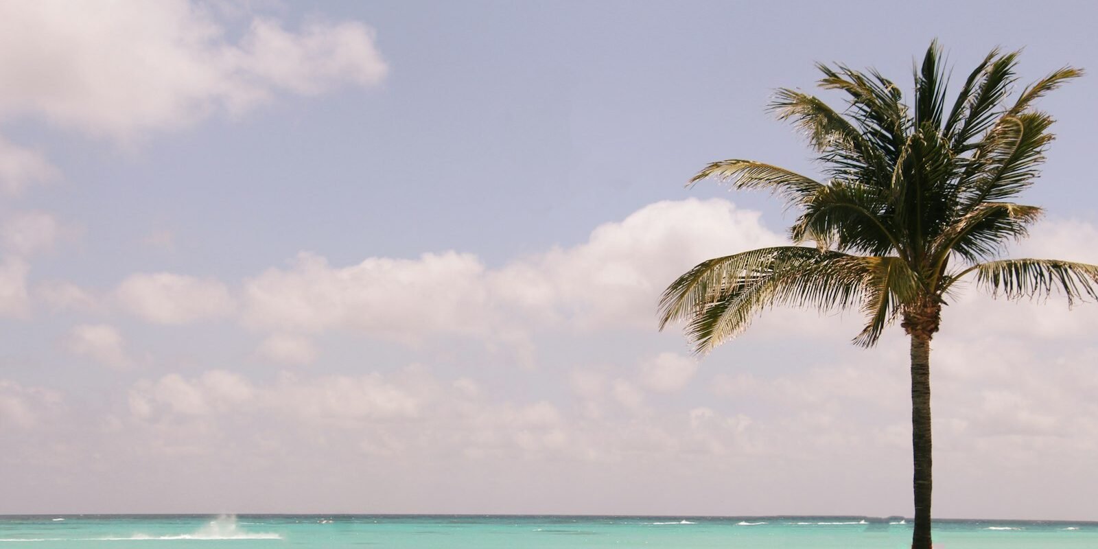 A palm tree on a quiet white-sand Caribbean beach