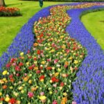 Rivers of tulips and grape hyacinths at Keukenhof