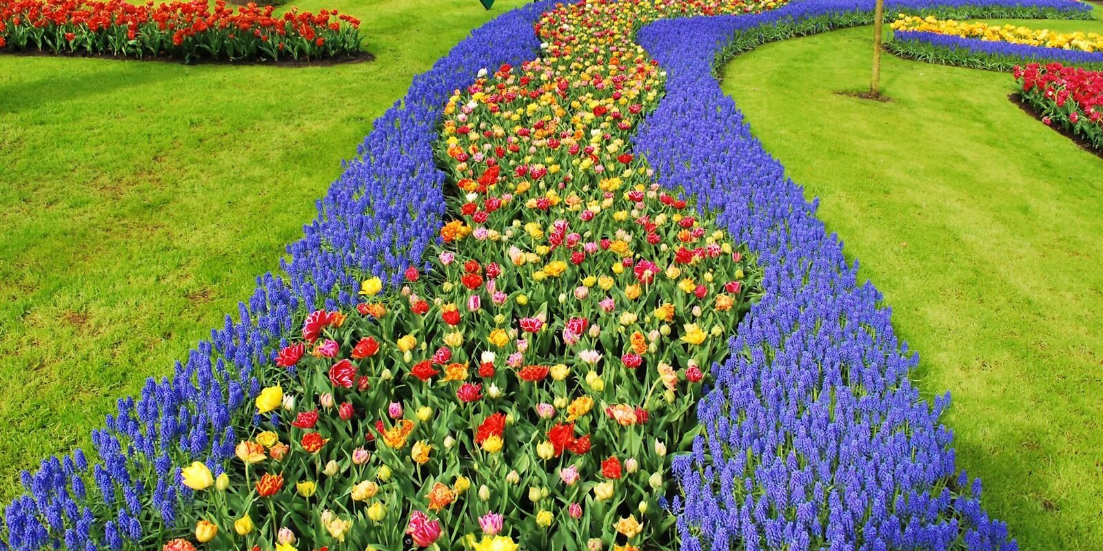 Rivers of tulips and grape hyacinths at Keukenhof