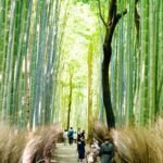 The Arashiyama bamboo grove in Kyoto
