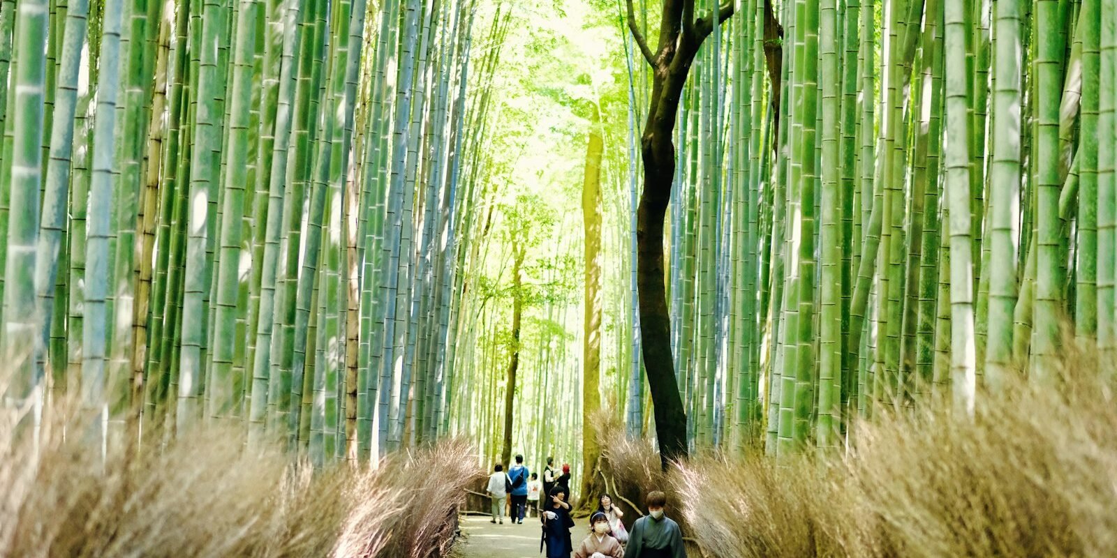 The Arashiyama bamboo grove in Kyoto