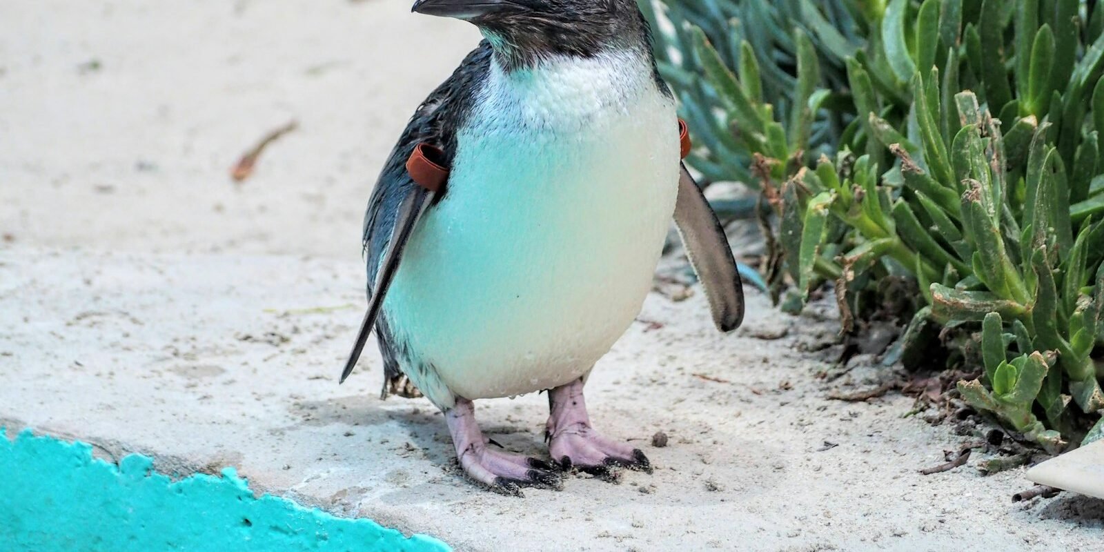 Little penguin standing near its burrow
