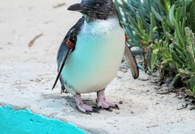 Phillip Island Penguin Parade: Tickets, Times & Tours (2026)