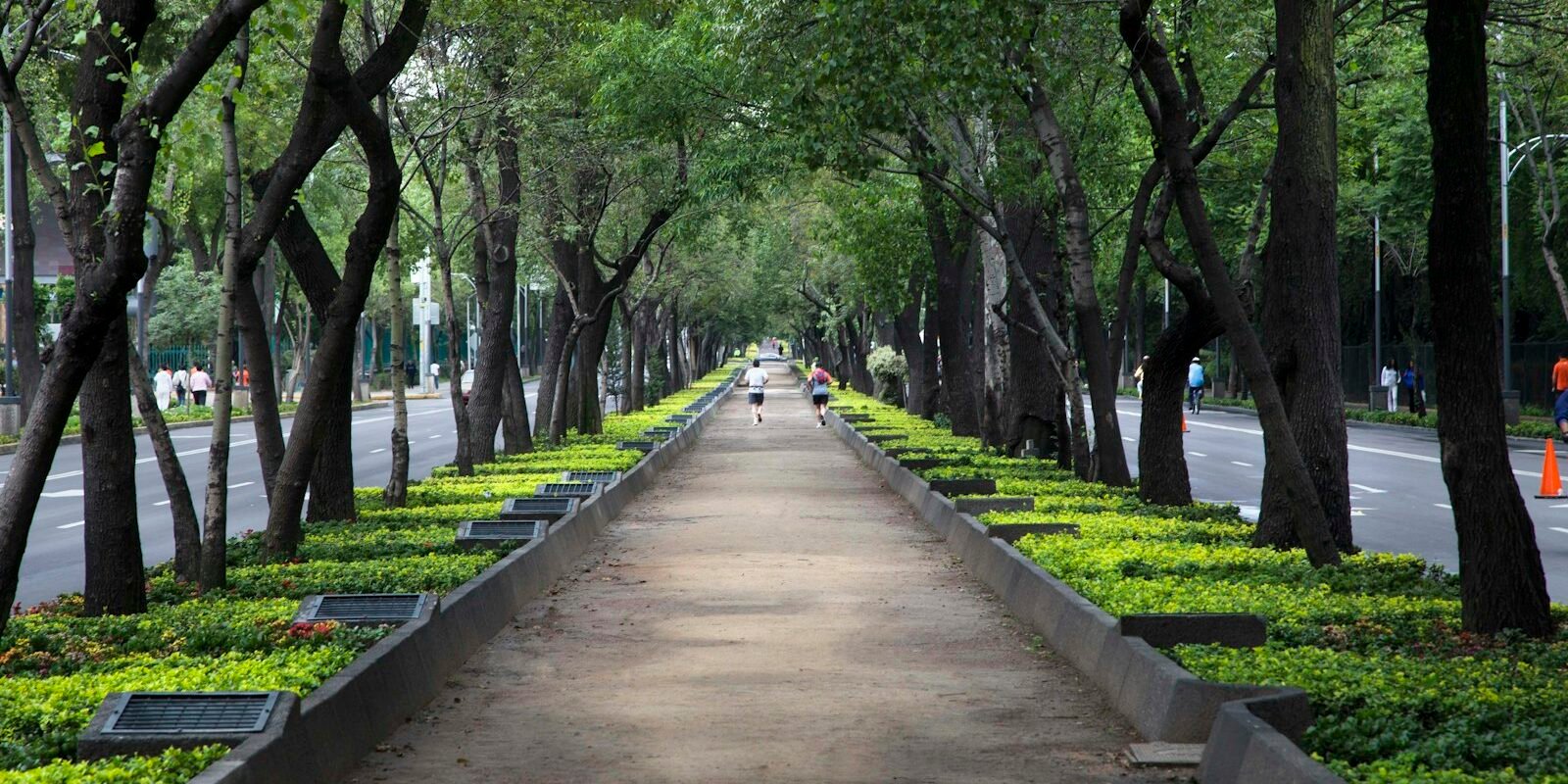 Tree-lined promenade in Mexico City