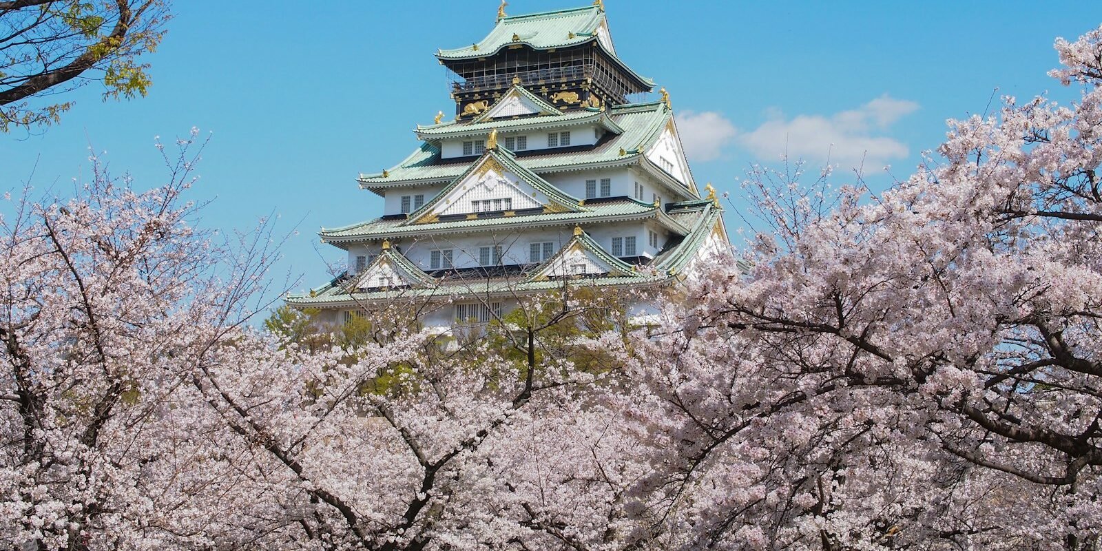 Osaka Castle with cherry blossoms