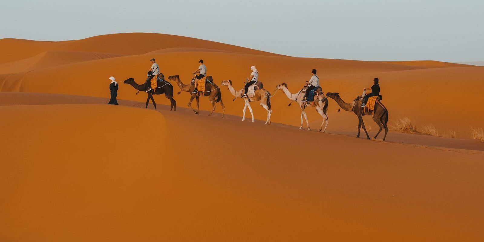 A camel caravan crossing Sahara sand dunes in Morocco