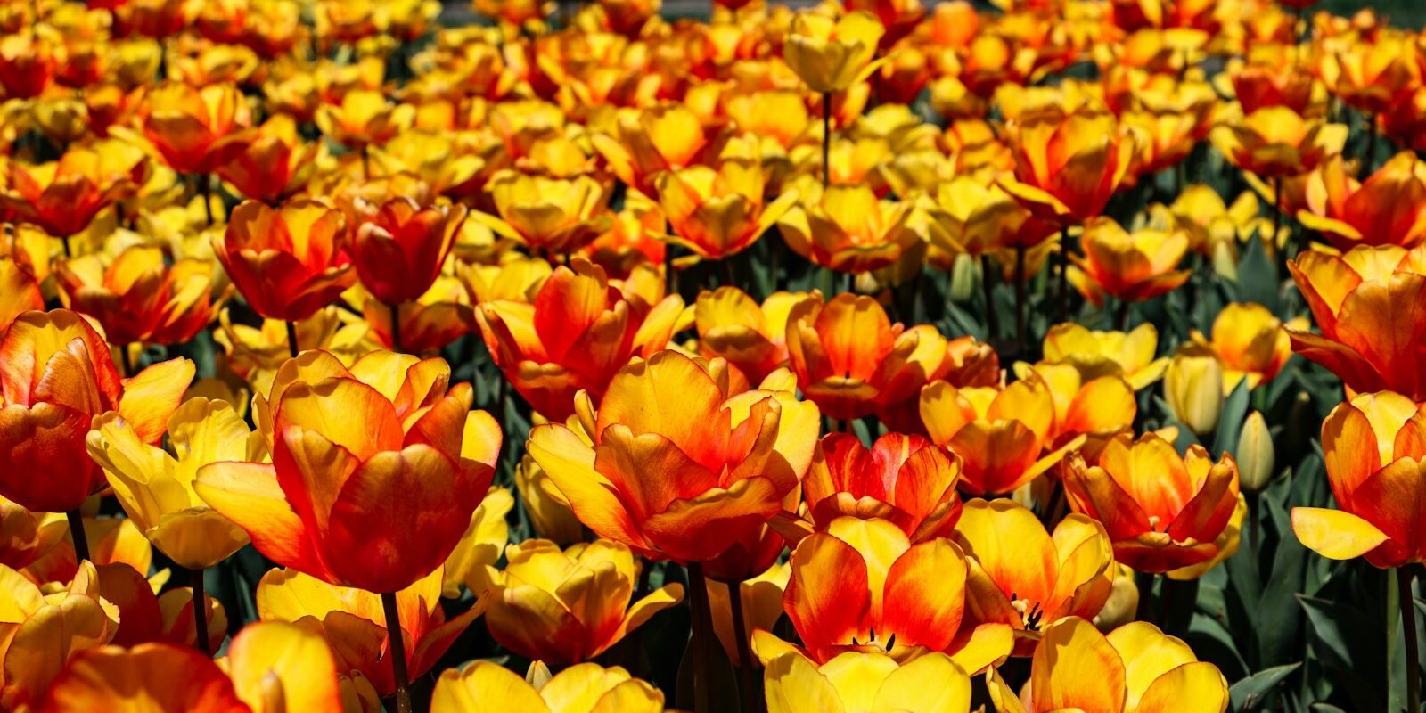 Tulips in bloom in spring, Istanbul Tulip Festival