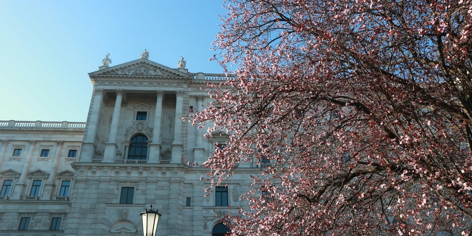 Spring blossom in Vienna